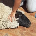 Graciano Hernandez shears sheep and alpacas in Anza