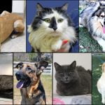 Pets of the Week