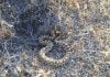 Rattlesnakes abound in the Anza Valley