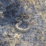 Rattlesnakes abound in the Anza Valley