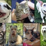 Pets of the Week