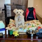 Prepare the family pets for wildfire evacuation