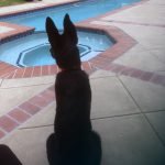 Pet Peeves: Value your pets dog