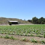Peltzer Family Cellars hopes to host annual pumpkin patch in the fall