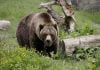 Conservation groups upset by North Cascades grizzly decision