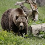 Conservation groups upset by North Cascades grizzly decision