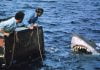 In an upside-down summer, ‘Jaws,’ ‘E.T.’ are hits again