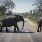 Sleepy lions, empty bars, lost jobs: A world without tourism