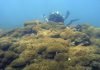 Aggressive seaweed smothers one of world’s most remote reefs