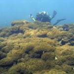 Aggressive seaweed smothers one of world’s most remote reefs