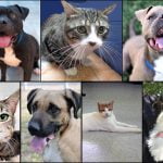 Pets of the Week