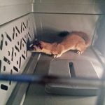 Wild weasel wreaks havoc in Lake Riverside Estates home