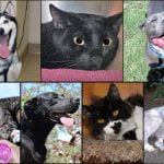 Pets of the Week pets