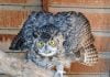 Rodent poison harms owls owl