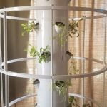 Woman harvests from tower gardens