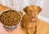 Support your pet’s immune system dog and dog food