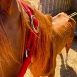 Abused horse recovers horse