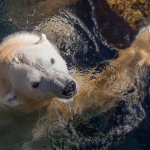 San Diego Zoo names new conservation officer for global wildlife efforts