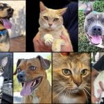 Pets of the Week