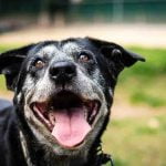 Hear the case for adopting older adult dogs