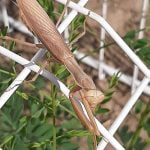 Praying mantises advance on Anza