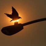 Smoky sky silhouettes a crow