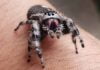 Jumping spiders win hearts