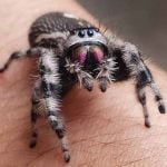 Jumping spiders win hearts