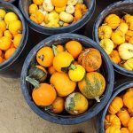 Railroadiana Swap Meet, Peltzer Pumpkin Farm and more Sept. 25-Oct. 1