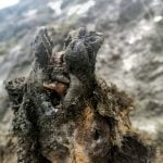 Perfectly preserved Ice Age cave bear found in Arctic Russia