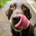 Lawmaker’s bill to end retail pet sales in California on governor’s desk