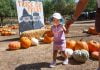 Peltzer Pumpkin Farm opens for the fall season