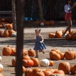 Pumpkin Fest featuring giant gourds, rides, wine tasting underway in Temecula