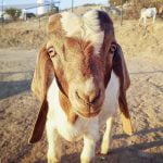 Local nonprofits team up for support during evacuations