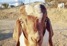 Local nonprofits team up for support during evacuations