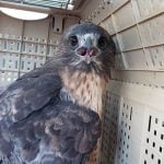 Community members save injured red-tailed hawk