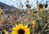 Wild sunflowers grace the Anza Valley