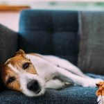 Fight fleas with a visit to the vet