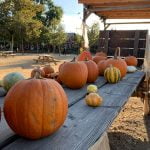 From a golf tournament to a laser light show, you won’t want to miss the roundup of events for Oct. 23-29