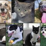 Pets of the Week