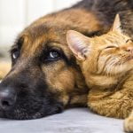 Signs your pet may be in pain