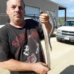 Gopher snakes make for beneficial rodent control