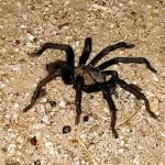Tarantulas march in October