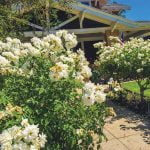 Rose Care FUNdamentals for October 2020