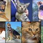 Pets of the Week