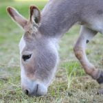Horse owners urged to protect animals from equine influenza outbreak