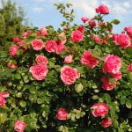 Rose Care FUNdamentals for November