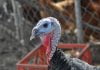 Learn all about turkeys