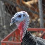 Learn all about turkeys