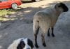 Livestock guardian dogs keep ranches safe in Anza